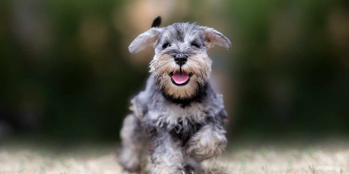 As 10 melhores raças de cães pequenos para casas pequenas Universidade Castelo Branco